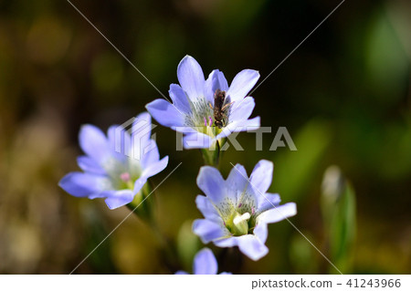 Oze的花Tateyama Gentian 41243966