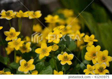 Oze's flower Ryukinka 41243975