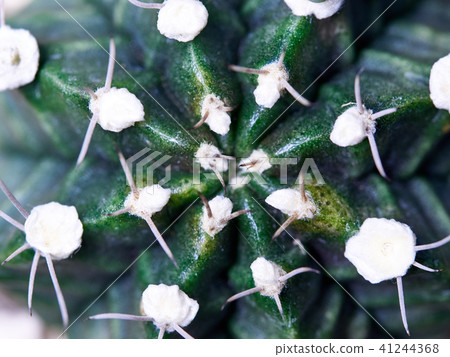 Cactus. Astrophytum Cactus. Astrophytum 41244368