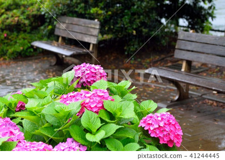 開花在公園的八仙花屬在一個雨天 開花在公園的八仙花屬在一個雨天 41244445