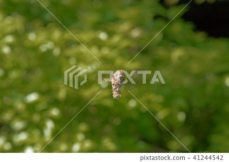 Minor beetle Minor beetle 41244542