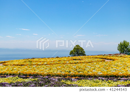 Flower-scissors of Awajishima 41244543