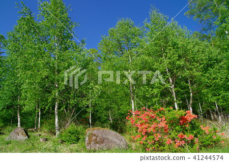 Renge azalea birch tag Renge azalea birch tag 41244574