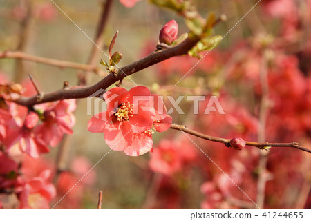 Chaenomeles flower in spring Chaenomeles flower in spring 41244655