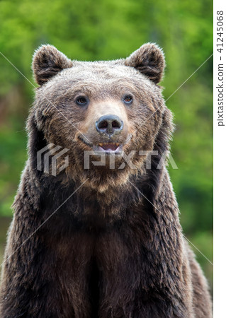 Brown bear (Ursus arctos) portrait in forest 41245068