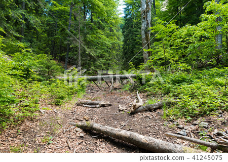 Fallen tree in the forest 41245075