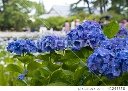 小田原小田原城堡繡球花 41245858