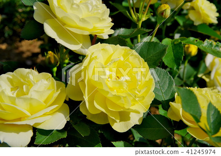 玫瑰玫瑰 41245974