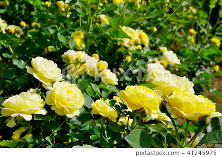 玫瑰玫瑰 41245975