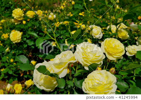 Rose roses Rose roses 41245994