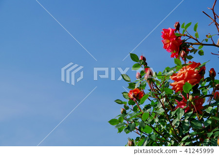 玫瑰玫瑰 41245999