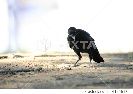 Crow  41246171