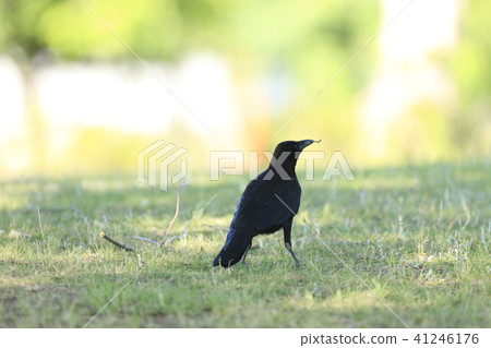 烏鴉 41246176