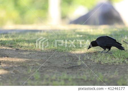 Crow  41246177