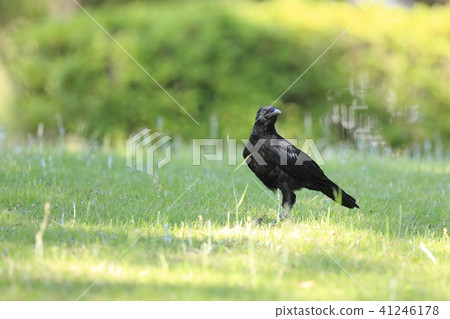 烏鴉 41246178