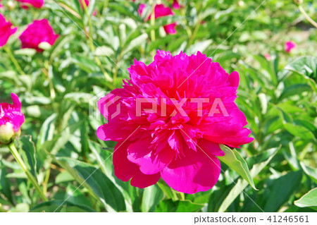 芍藥牡丹 41246561
