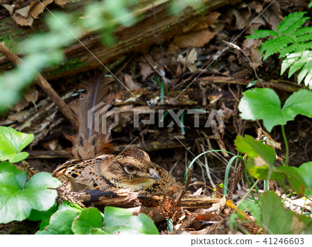 銅野雞 銅野雞 41246603