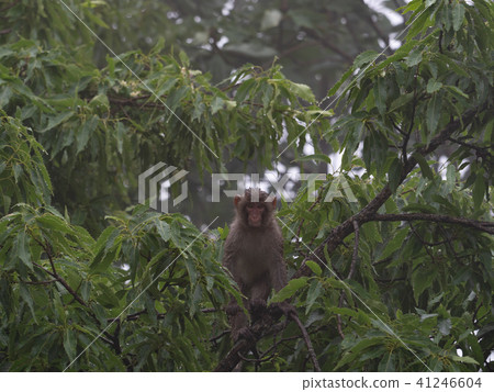 日本獼猴 日本獼猴 41246604