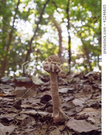 Macrolepiota的Procera 41246605