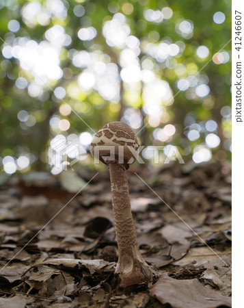 Macrolepiota的Procera 41246607