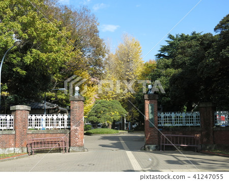 Autumn's Tokyo National University of Fine Archeology, where the yellow leaves of ginkgo accompanies coloring 41247055