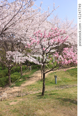 公園在大阪Sakuranomiya藤田莊園住宅 公園在大阪Sakuranomiya藤田莊園住宅 41247749
