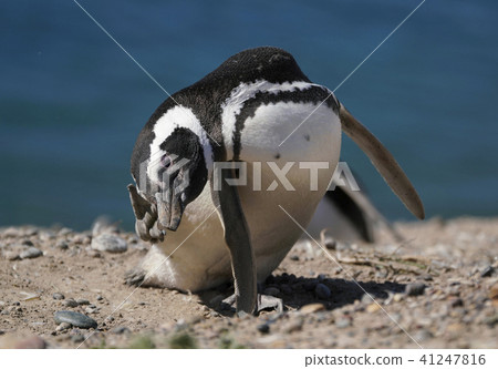 麥哲倫企鵝 41247816