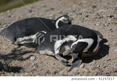 麥哲倫企鵝 41247817