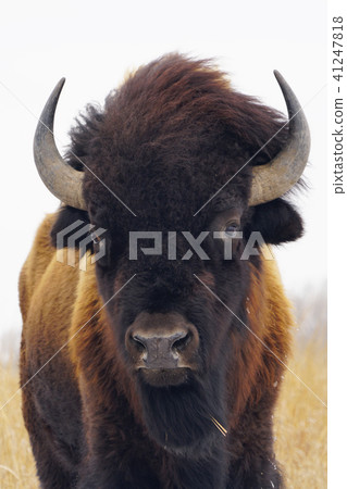 美洲野牛 41247818