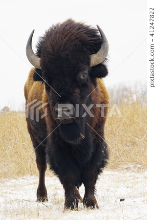 美洲野牛 41247822