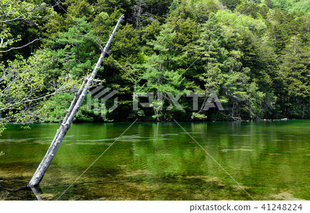 Kamikochi Misaki池塘的新鮮綠色 41248224