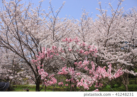 Sakuranomiya大阪櫻花在藤田的豪宅公園 Sakuranomiya大阪櫻花在藤田的豪宅公園 41248231