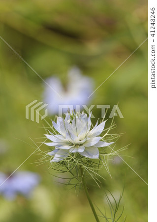 Nigella Nigella 41248246