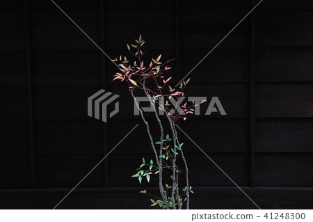 Leaves of southern autumn leaves Leaves of southern autumn leaves 41248300