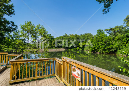 Sayama park's house pond Sayama park's house pond 41248339
