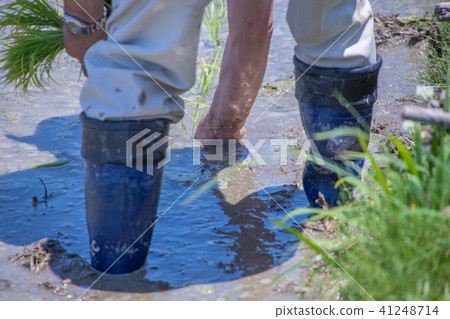 Rice planting 41248714