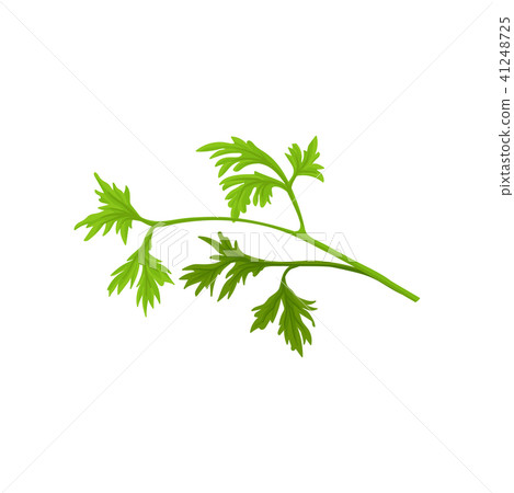 Small branch of fresh parsley with bright green... - Stock Illustration ...