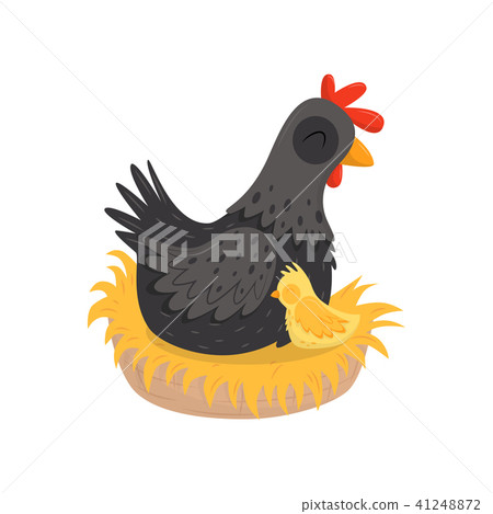 Black hen with yellow chick sitting in nest. Farm birds. Poultry farming theme. Flat vector element Black hen with yellow chick sitting in nest. Farm birds. Poultry farming theme. Flat vector element 41248872