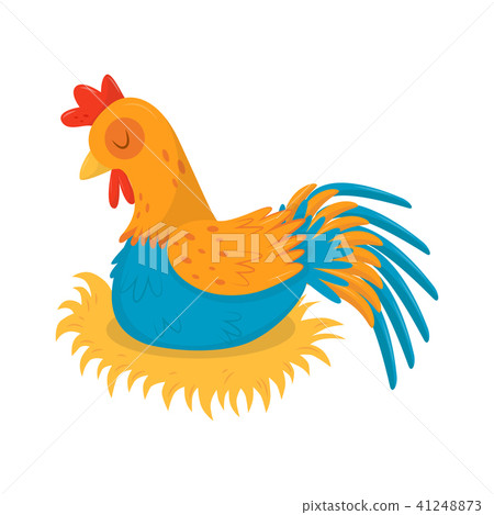 Farm rooster sleeping in his nest. Male domestic fowl with bright blue-orange feathers and red Farm rooster sleeping in his nest. Male domestic fowl with bright blue-orange feathers and red 41248873