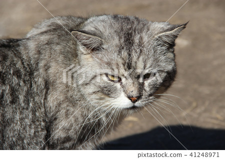 Scottish straight cat looking back Scottish straight cat looking back 41248971
