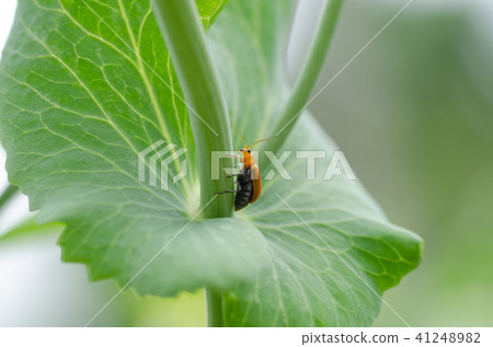 Urihamushi(Aulacophora femoralis / Cucurbit leaf beetle) Urihamushi(Aulacophora femoralis / Cucurbit leaf beetle) 41248982