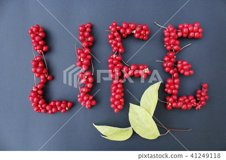 Schizandra useful plant. berries of schisandra Schizandra useful plant. berries of schisandra 41249118