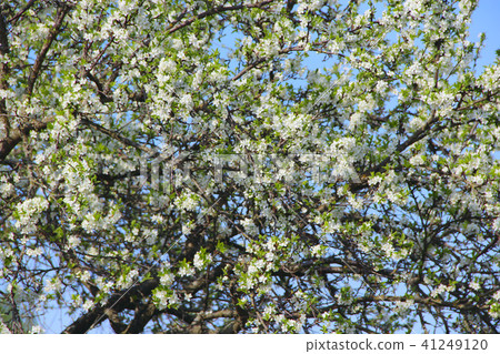 Blossoming cherry tree. White flowers Blossoming cherry tree. White flowers 41249120