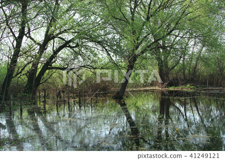 Landscape with flooding in marshland in spring Landscape with flooding in marshland in spring 41249121