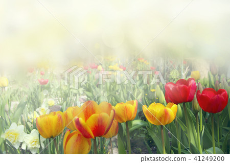 Yellow and red tulips on flower bed near house 41249200