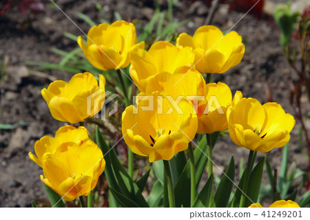 Yellow tulips on flower bed. Spring garden 41249201