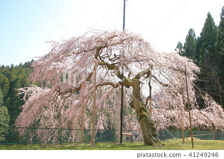Uba no Hikanakakura of Yashiro Uba no Hikanakakura of Yashiro 41249246