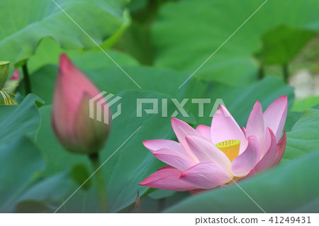 荷,荷花,蓮 41249431