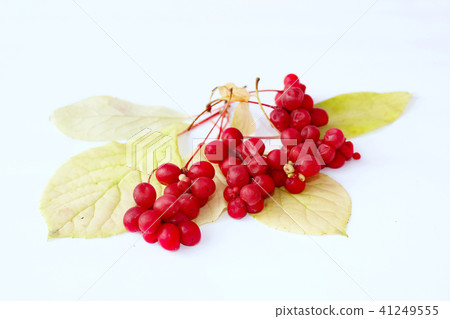 Red ripe schisandra isolated on white. vitamins 41249555