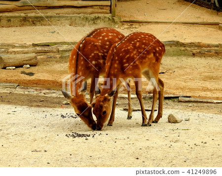 deer deer 41249896